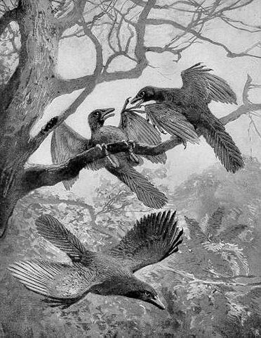 Plik:Archeopteryx.jpg