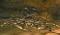 Thumbnail for version as of 20:16, November 23, 2011