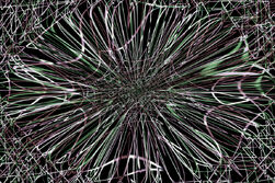 Web of Life