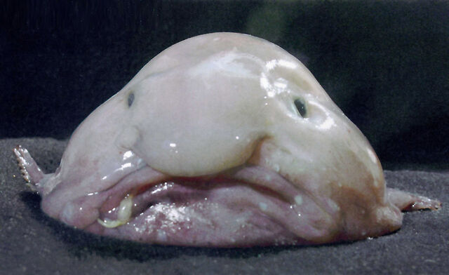 File:Blobfish1.jpg