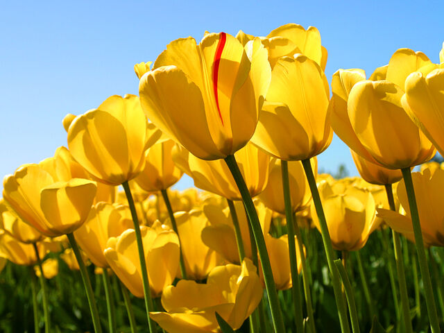 File:Tulips3.jpg