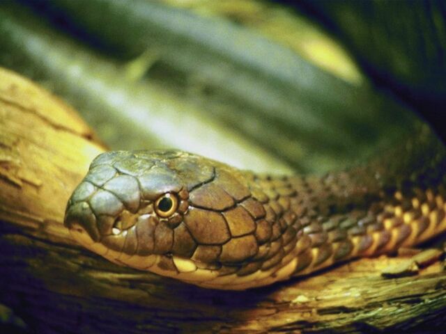 File:Snake 1a.jpg