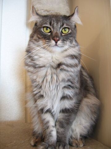 Tiedosto:American Curl.jpg