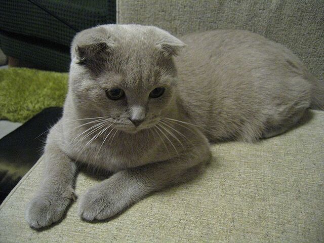 Tiedosto:ScottishFold.jpg
