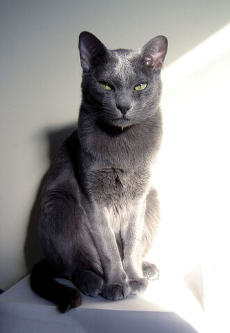 Tiedosto:Korat1.jpg