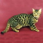 Tiedosto:Bengal.jpg