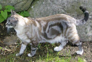 Klassinen tabby