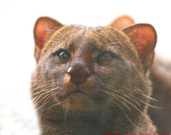 Jaguarundi.jpg