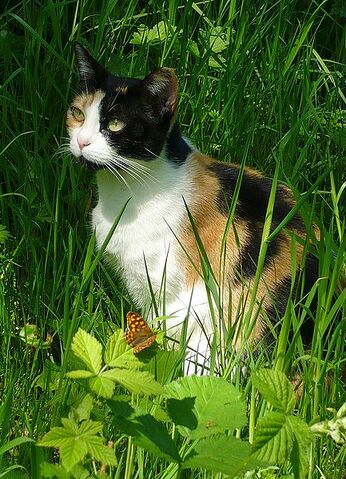 Tiedosto:Calico3.jpg
