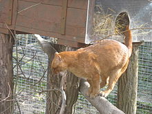 Jaguarundi red.jpg