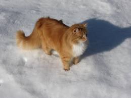 Tiedosto:Löö.jpg