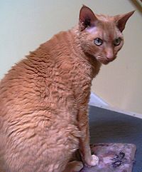 Tiedosto:200px-Adult Devon Rex Male.JPG