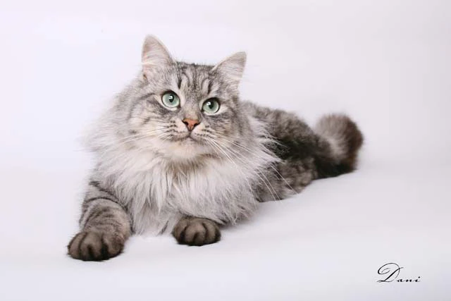 Sibirische Katze | Kitty Wiki | FANDOM powered by Wikia