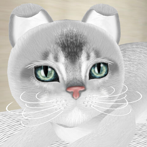 File:Abyssinian Black - Silver.jpg