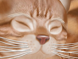 Good Old Red Tabby