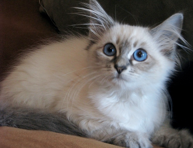 File:PermesBlue.png