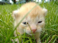youngkitten.jpg