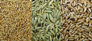 Wheat, rye, triticale montage.jpg