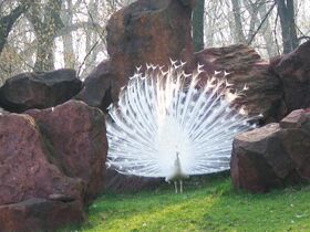 Pavo cristatus albino001xx.jpg