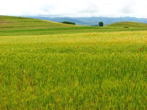 Skeda:Bari.jpg
