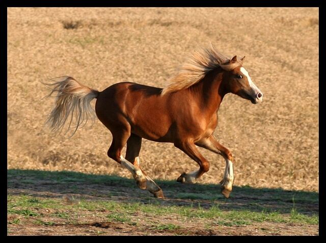 Plik:Galop-5m.jpg
