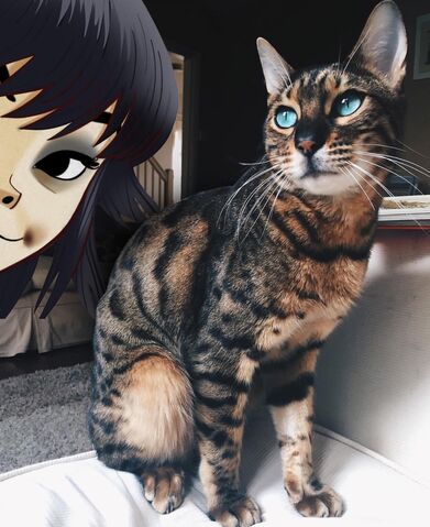 File:Noodle 12-16 Cat.jpg