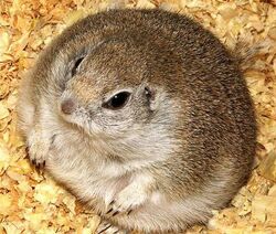 Fat hamster
