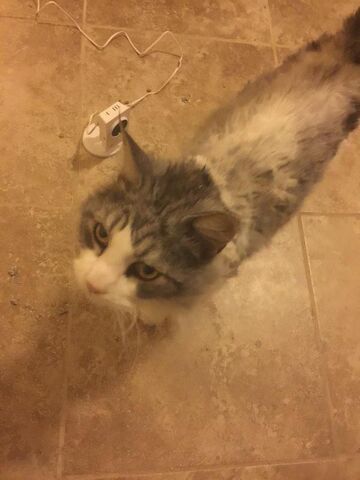 File:Furbeast5.jpg