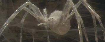 File:A krull spider.jpg