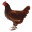 Bestand:Hippekip.png