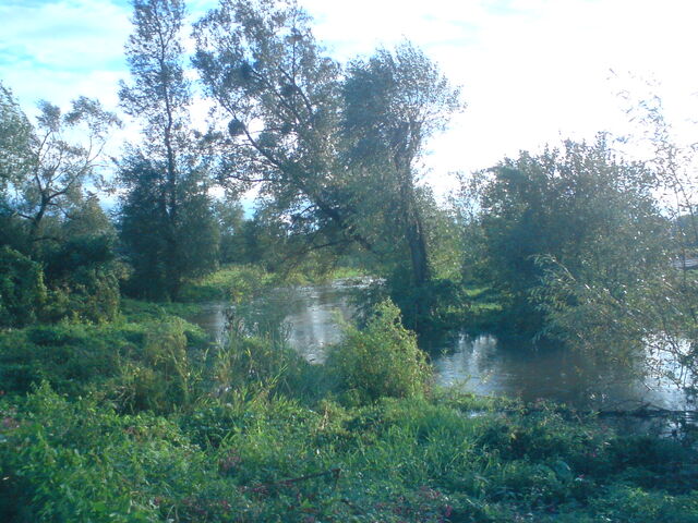 Plik:Kurowka02092010-1.jpg