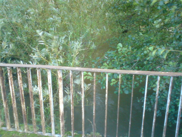 Plik:Kurowka02092010-12.jpg