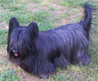 Skye terrier