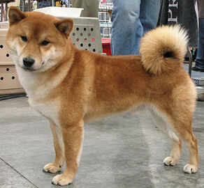Shiba inu.jpg