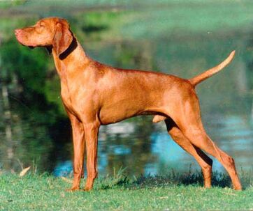 Vizsla.jpg
