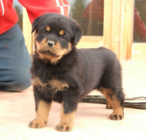 Fájl:Rottweiler kölyök.jpg