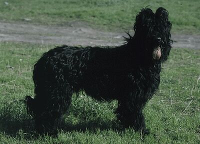 Briard