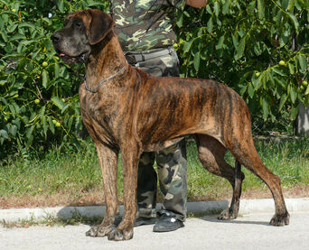 Német dog
