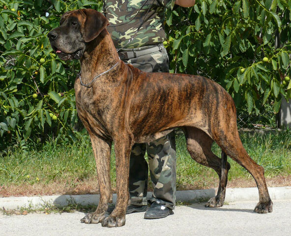 Fájl:Német dog.jpg