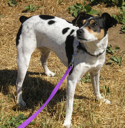Rat terrier.jpg