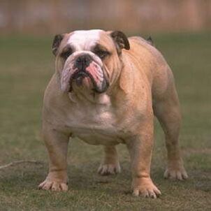 Angol bulldog.jpg