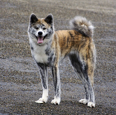 Fájl:Akita 2..jpg