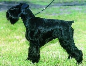 Óriás schnauzer