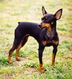 Törpe pinscher.jpg