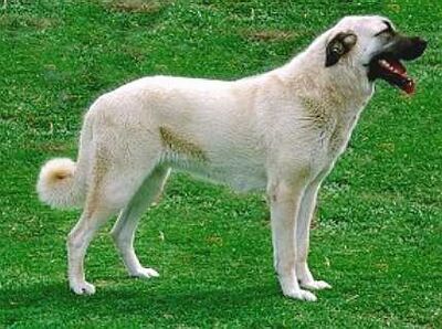 Kangal