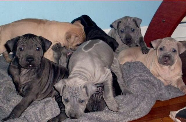 Fájl:Thai ridgeback kölykök.jpg