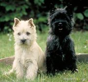 Cairn-Terrier-Puppies
