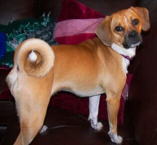 Puggle