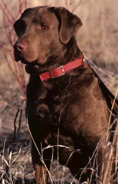Chesapeake-bay-retriever