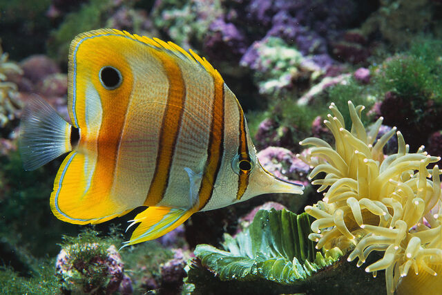 File:Fish.jpg